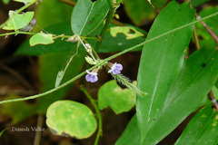 Teramnus labialis